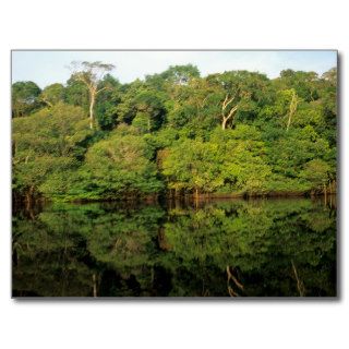 Anavilhanas, as, Brazil. Rainforest river Post Card