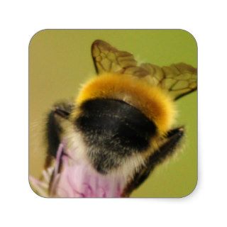 Bee   Head First Square Stickers