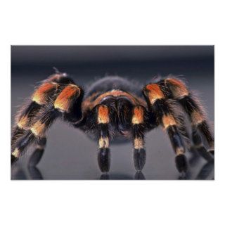 Scary Tarantula spider Posters