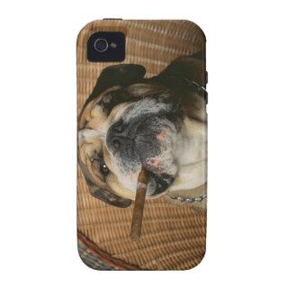 Bulldog Enjoying a Cigar Case For The iPhone 4