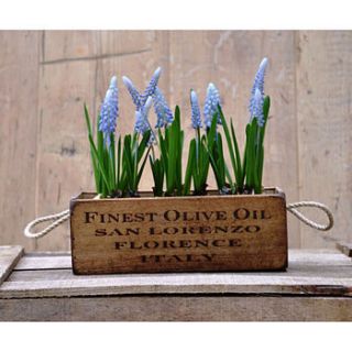 artificial grape hyacinth in wooden planter by funky bunch