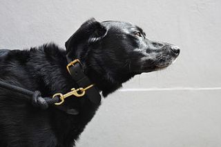 sailing rope dog lead by bone and rag
