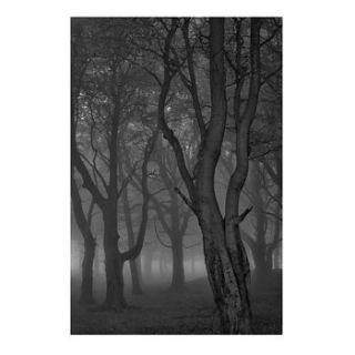 moonlit copse print by ben robson hull photography