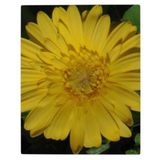 Yellow Gerber / Gerbera Daisy Plaque