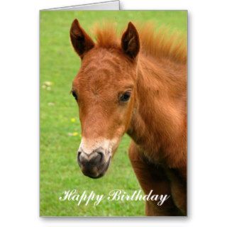 Chesnut foal baby horse happy birthday card