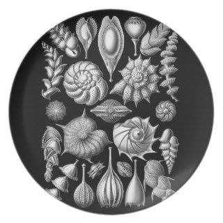 Sea Shells and Fossils in Black and White 1 Dinner Plates