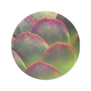 Desert Succulent in Bright Sun and Shade Beverage Coasters