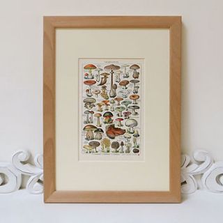 vintage french champignons print by tailor and make