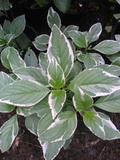 Variegata Hydrangea splendid Variegation  Green Leaf with White Margins liner, Hydrangeas Shrub, Evergreens, Gardenia  Patio, Lawn & Garden