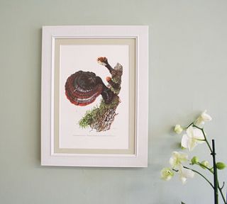 framed vintage print 'lingzhi mushroom' by bonnie and bell