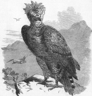 BIRDS Harpy eagle thrasaetus destructor, antique print, 1858  