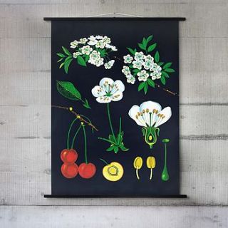 cherry tree botanical wall chart by wallography