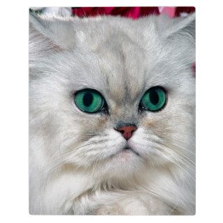 Cat Silver Shaded Persian Display Plaques