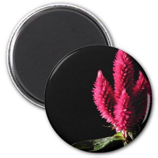 Celosia Caracas. Cockscombs. Pink Flowers. Refrigerator Magnet