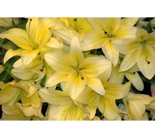 Robertas 12 pc Yellow Oriental Lilies —