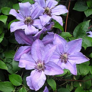 anniversary gift clematis happy anniversary by giftaplant