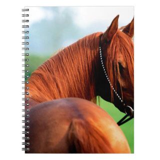 Horse Heres Looking At You Kid Arabian Spiral Note Book