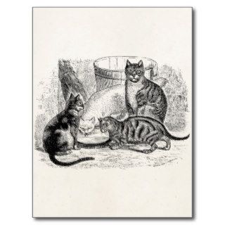 Vintage Barn Cats 1800s Cat Illustration Template Post Cards