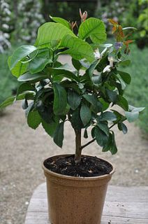 medlar tree by plants delivered