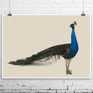 limited edition peacock print by brighton artists