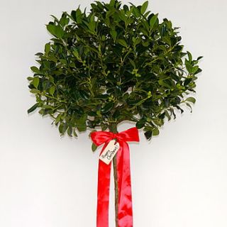 christmas gift wrapped standard holly tree by todd's botanics