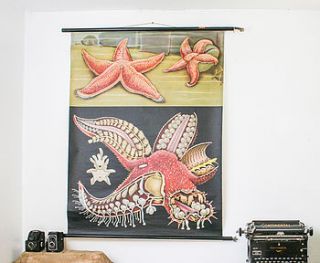 vintage school chart starfish by bonnie and bell