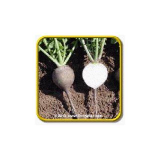 Everwilde Farms   1 Lb Black Spanish Round Radish Seeds   Bulk Seed Packet  Vegetable Plants  Patio, Lawn & Garden