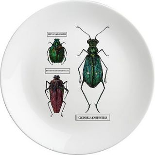 large beetle drawer plates   set of six by natural history