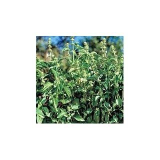 Lemon Basil Herb   Flavors of Lemon and Basil   Heirloom   3" Pot  Basil Plants  Patio, Lawn & Garden