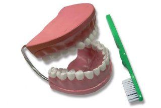 Giant Teeth & Toothbrush   dental care model Toys & Games