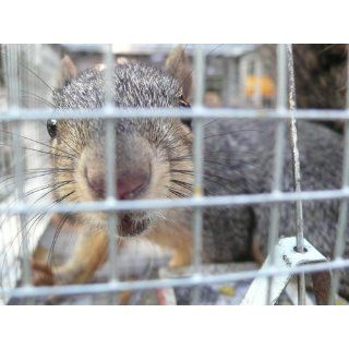 HT 1 Live Mouse, Chipmunk, Rat, & Squirrel Trap  Rodent Traps  Patio, Lawn & Garden