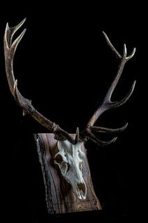royal red stag antlers mounted on wood by emilyhannah ltd