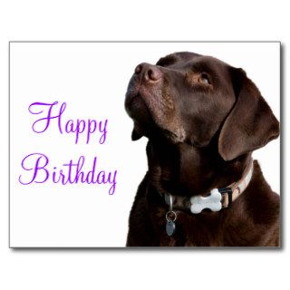 Happy Birthday Labrador Retriever  Dog Post Card