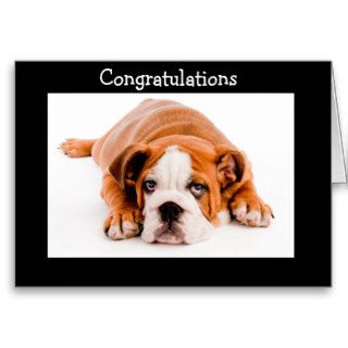Congratulations  Bulldog Greeting Card