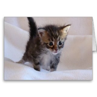 Maine Coon Kitten card