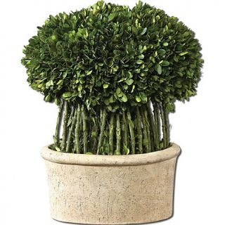 Uttermost Preserved Willow, Boxwood Topiary