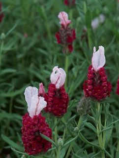 red lavender gift plant in hand thrown pot by aunt maud