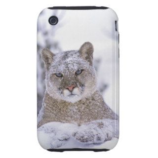 Cougar,Mountain Lion,Puma Yearling male in winter iPhone 3 Tough Cases