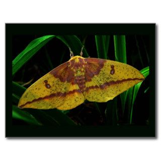 Imperial Silk Moth Postcard