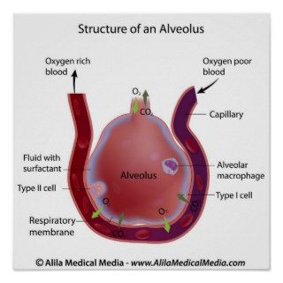 Structure of an alveolus print