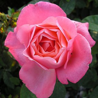 pink fragrant rose for mum by giftaplant