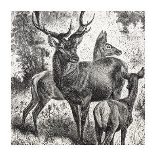 Vintage 1800s Red Deer Illustration Stag Doe Fawn Gallery Wrapped Canvas