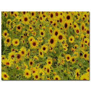 Kurt Shaffer, 'A Sunflower Day' Canvas Art Trademark Fine Art Canvas
