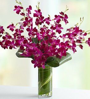 1800Flowers   Orchid Embrace   Purple Patio, Lawn & Garden