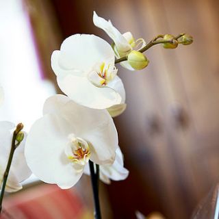 double stemmed phaelanopsis orchid plant by tineke floral designs