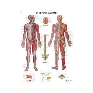Nervous System   Anatomical Chart
