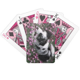 Blue Merle Border Collie playing cards