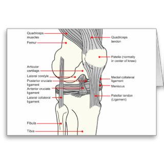 Anatomical Diagram of a Human Right Knee Joint Cards