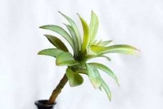 6.5" Artificial Dudleya Succulent  Artificial Plants  
