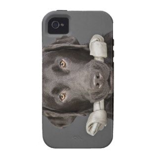 Studio portrait of Chocolate Labrador Case For The iPhone 4